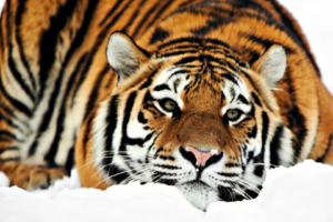 Tiger HD 1080p321674010 300x200 - Tiger HD 1080p - Tiger, 1080p